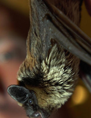 Lekte med flaggermus - og ble f�rste ebola-d�dsoffer