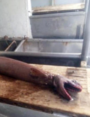 Australske fiskere dro i land «levende fossil» med 25 rader med tenner