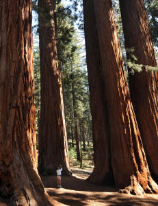 Californias ikoniske giganttrær har stått her i hundrevis av år, nå dør de