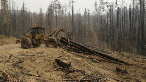 Cleaning up after a forest fire in California.