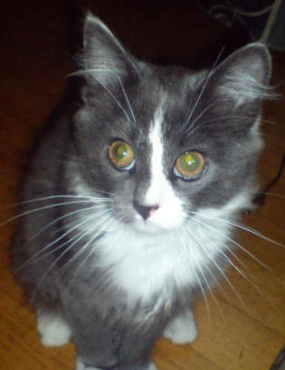 Katten Tor Kristian var to år da han forsvant. Nå har han kommet til rette - seks år senere