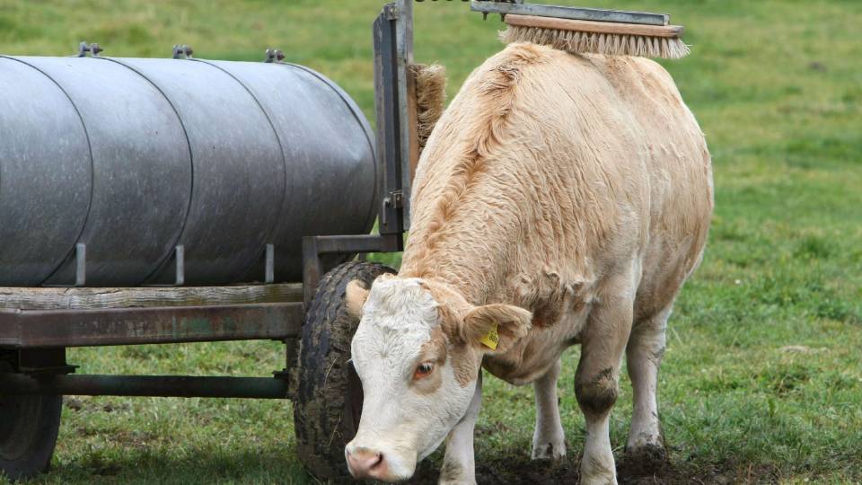 DYRT LANDBRUK: En ku kl�r seg p� en vanntank i Bernbeuren i Tyskland. EU-landene er n� enige om en plan for sin landbrukspolitikk fra 2009 til 2013. Foto: Karl-Josef Hildenbrand/Scanpix/EPA