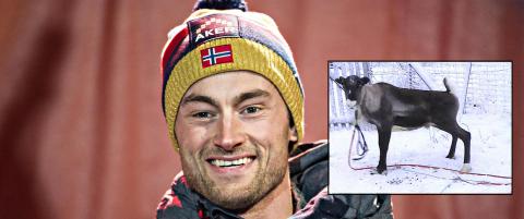 Rein-dronningen Anne (26) gir halvparten av stjernedyret sitt til Northug