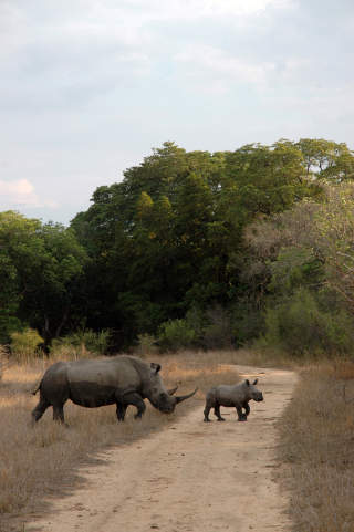 SAFARI: Et neshorn krysser rett foran bilen vår med ungen sin. SAFARI: Et neshorn krysser rett foran bilen vår med ungen sin.