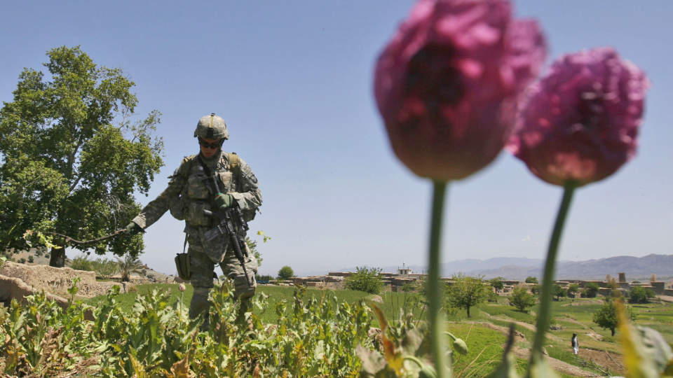 OPIUM: Taliban-bevegelsen og afghanske krigsherrer ligger an til � tjene 3,5 milliarder kroner p� produksjon av opium i �r. Foto: Rafiq Maqbool/SCANPIX