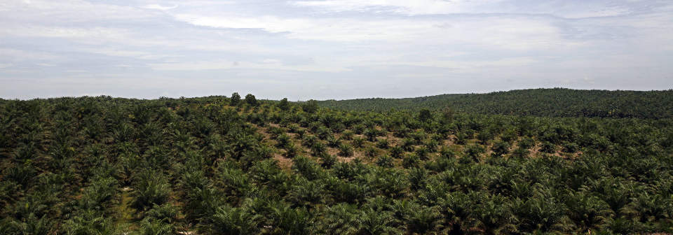 BLIR TIL DRIVSTOFF: I en rekke land, blant her p� denne plantasjen i Indonesia, dyrkes det store mengder palmeoljetr�r som brukes i produksjonen av biodrivstoff. Skeptikere mener dyrkingen av slike tr�r tar opp areal som kunne bli brukt til � produsere mat, og skaper et problem for fattige b�nder i utviklingsland. Foto: Achmad Ibrahim/Scanpix/AP