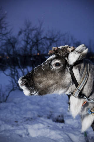 NISSENS DYR: Det eksotiske med reinsdyret lokker Lonely Planet.Foto: Richard Eriksen