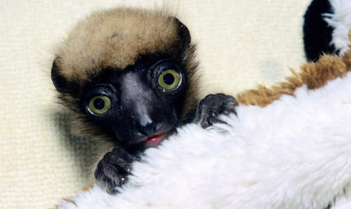 EN BABY-LEMUR ER FØDT: Denne lille krabaten ble født i Paris Vincennes Zoo på julaften 2007. Lemur-arten som kalles Crowned Verreauxi Sifakas (latin: Propithecus verreauxi coronatus) finnes bare på det nordvestlige Madagaskar. Foto: Parc Zoologique de Paris EN BABY-LEMUR ER FØDT: Denne lille krabaten ble født i Paris Vincennes Zoo på julaften 2007. Lemur-arten som kalles Crowned Verreauxi Sifakas (latin: Propithecus verreauxi coronatus) finnes bare på det nordvestlige Madagaskar. Foto: Parc Zoologique de Paris