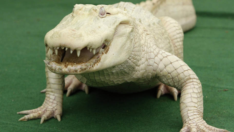 �RETS DYREBILDER: Den sjeldne albinoalligatoren �White Diamond� p� en fotoseanse i �Serengeti� safaripark i Hodenhagen i Nord-Tyskland. Den hvite 14 �r gamle giganten ble f�dt i Louisiana i USA og vokste opp p� en alligatorfarm i Florida.  Bildet av White Diamond er et av mange dyrebilder som er k�ret til �rets bilde av Reuters. Over 800 av de aller beste bildene innenfor en rekke kategorier kan du se her, de aller fleste er tatt av Reuters egne fotografer. Foto: Christian Charisius