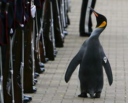 NORSK KJENDIS BLIR ADLET: Kongepingvinen Nils Olav paraderer forbi Kongens Garde i Edinburgh Zoo under seremonien der han blir slått til ridder. Nils Olav har vært æresmedlem og maskot for garden siden 80-tallet. Foto: David Moir NORSK KJENDIS BLIR ADLET: Kongepingvinen Nils Olav paraderer forbi Kongens Garde i Edinburgh Zoo under seremonien der han blir slått til ridder. Nils Olav har vært æresmedlem og maskot for garden siden 80-tallet. Foto: David Moir
