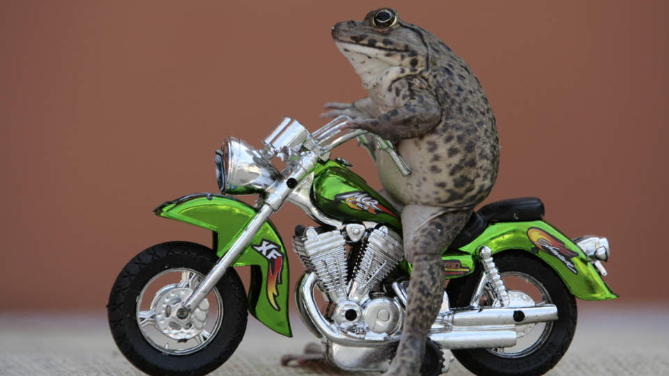 HAR F�TT SEG MOTORSYKKEL: Frosken Oui p� sitt minikj�ret�y p� stranden i Pattaya i januar i �r. Foto: Sukree Sukplang