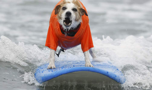 SURFING I CALIFORNIA: Jack russel-terriern Buddy rir på en bølge under Surf Dog Surf-A-Thon i Del Mar i september i år. Foto: Mike Blake SURFING I CALIFORNIA: Jack russel-terriern Buddy rir på en bølge under Surf Dog Surf-A-Thon i Del Mar i september i år. Foto: Mike Blake
