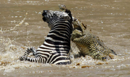 DØDSBITTET: Denne Zebraen må gi tapt for en velvoksen krokodille i Mara-elven i Masai Mara naturreservat i Kenya i november i år. Foto: Laszlo Balogh DØDSBITTET: Denne Zebraen må gi tapt for en velvoksen krokodille i Mara-elven i Masai Mara naturreservat i Kenya i november i år. Foto: Laszlo Balogh