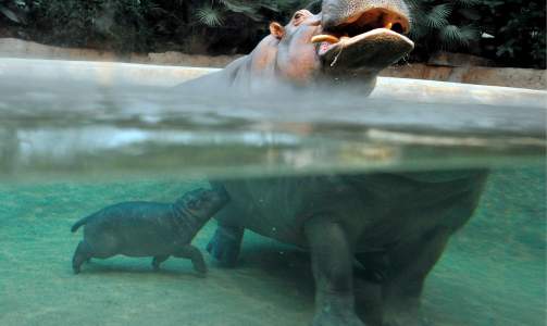 SVØMMER: Sammen med mamma, Kati, viste den lille flodhest-ungen seg fram for første gang for publikum i Berlin Zoo i dag. Foto: GERO BRELOE/SCANPIX SVØMMER: Sammen med mamma, Kati, viste den lille flodhest-ungen seg fram for første gang for publikum i Berlin Zoo i dag. Foto: GERO BRELOE/SCANPIX