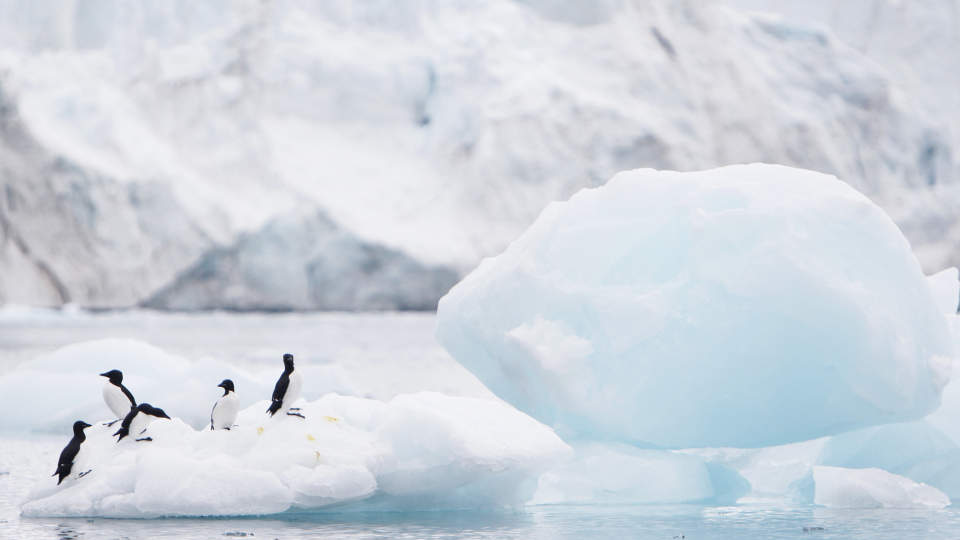  KULER�N p� ISEN: En lomviflokk sitter p� et isfjell p� Svalbard. Foto: SCANPIX