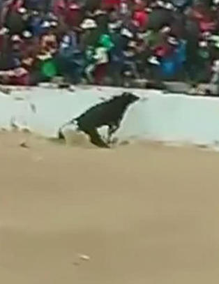 Oksen hopper opp p� tribunen og g�r til angrep p� publikummere