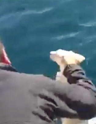 Her redder seilerne den utmattede valpen opp fra havet