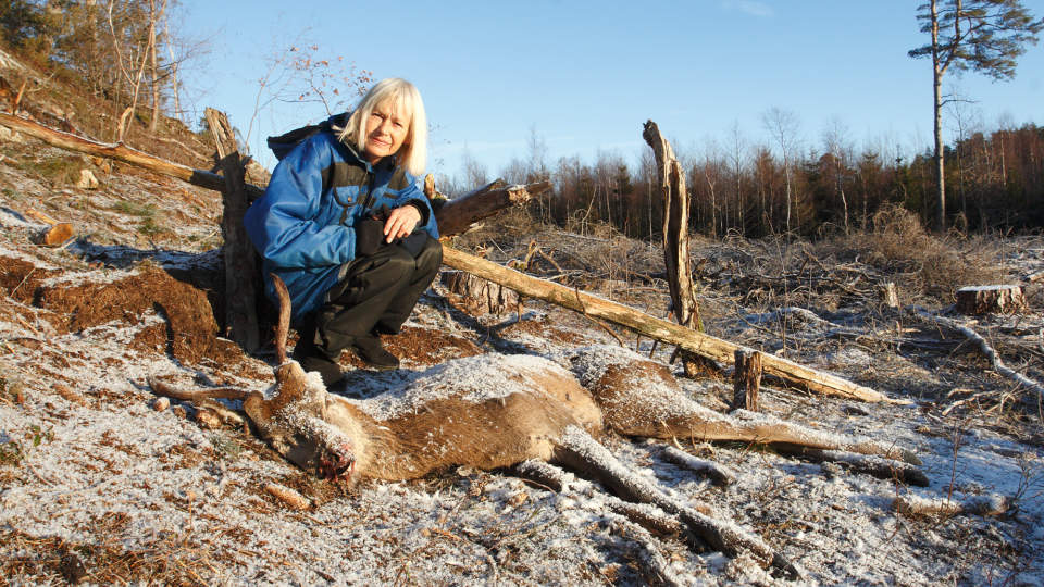 FANT D�DE HJORTEDYR: Berit Jacobsen fant en rekke d�de hjortedyr da hun var ute og tuslet i skogen onsdag formiddag. - Det s� grotesk ut, sier hun til Dagbladet.no Foto: ROLF SVENDSEN