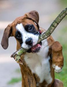 - Ikke kast pinne til hunden, advarer britisk veterinærorganisasjon