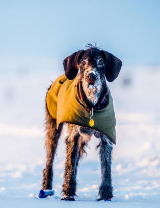Trenger man egentlig potesokker til hunden?