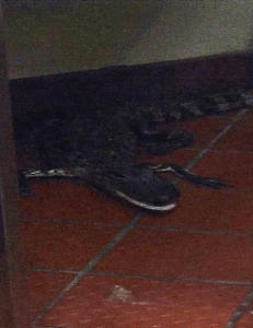 Kastet alligator gjennom vinduet på drive-thru-restaurant og stakk av fra regninga