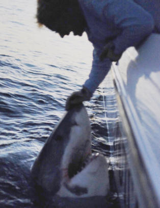 Fanget «monster-hvithai» på over ett tonn - med stang!