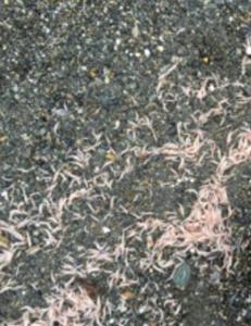 Ingen kan forklare hvorfor d�de mini-reker skylles i land p� denne stranda i Tr�ndelag