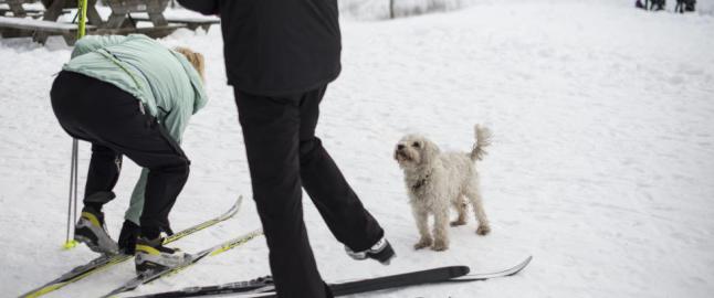 Milj�partiet er bekymret over skism�ring