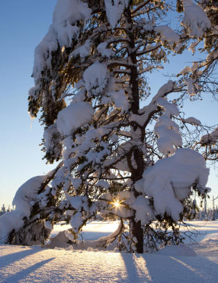 Nytt h�ydesystem innf�rt i Norge