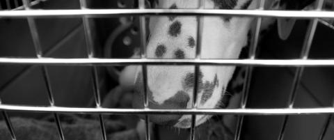 Kjærlighet med hunden i oppbevaringsboksen?