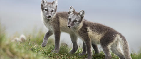 Vinnerne og taperne: Dramatisk for norske dyr og planter