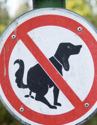 Ordføreren i Madrid er møkk lei hundedritt. Nå lanserer hun en «sjokk-plan» for å rydde opp