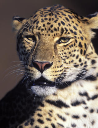 Seksåring skambitt og dratt 30 meter innover bushen av leopard. Så grep faren inn.
