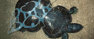 �lbryggeriets geniale id� kan redde liv