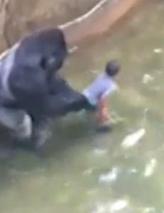 Debatten raser etter at Harambe ble skutt: I 1996 reddet gorilla gutt (3)