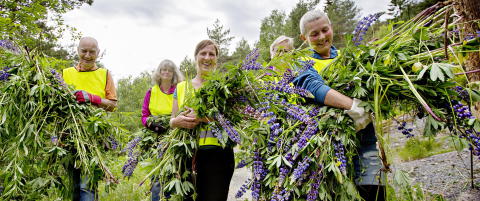 Vakre og villige - men også forbudte bøller