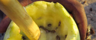 Der en vannmelon ikke bare er en vannmelon, men et spørsmål om liv og død
