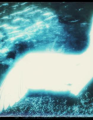 Sender 77 postkort til 22.juli