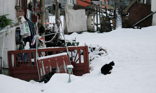 BARE KATTEN TILBAKE: Drapene p� Vollheim g�rd. Foto: Jacques Hvistendahl/Dagbladet