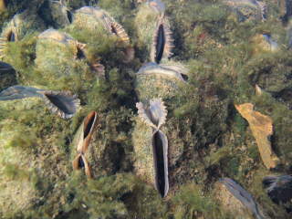 SKADER NORMALT IKKE VERTSFISKEN: Normalt vil ikke muslinglarvene skade fisken som b�rer dem selv om veksten til fisken kan hemmes noe. Foto: Bj�rn Medjell Larsen