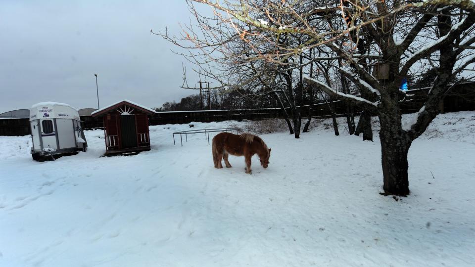 VIL IKKE FLYTTE: Shetlandsponnien Torvald har blitt midtpunkt i en strid mellom Vegvesenet og hesteeieren om utvidelse av E18 i Grimstad. Foto: ERIK HOLAND/AGDERPOSTEN