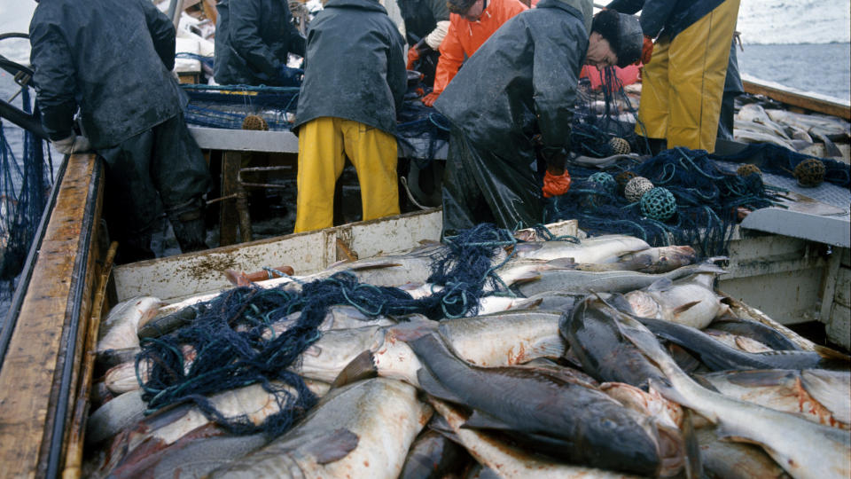 DRAMATISK: Slik skulle det sett ut under lofotfisket. Men finanskrisen rammer ogs� fiskerifl�ten.  Arkivfoto Svein Hammerstad / NTB  / SCANPIX