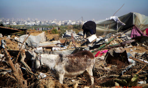 P� LEIT: En gammel palestinsk dame leter etter eiendelene sine i husruinene i en landsby i Gaza. Foto: Morten H�glund