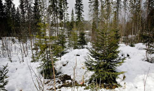 FUNNSTEDET: Liket av den drepte legen ble funnet i S�rkedalen i Oslo 17. mars 2007. Foto: Kristian Ridder-Nielsen