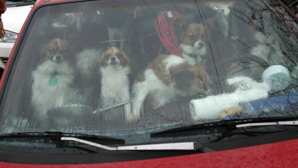 TRANGT:  Politiet har tatt h�nd om 22 hunder som ble funnet i en bil sammen med eieren sin i Pottsboro, nord i Texas. Blant de 22 var det to valper og tjue voksne hunder. Foto: AP Photo/SPCA/Scanpix