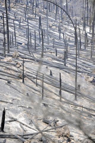 STORE �DELEGGELSER: Nedbrent skog i Jeeralong West. Foto: EPA/SCANPIX