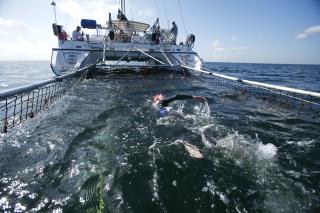 M�TTE IKKE HAI: Men s� sv�mte da heller ikke Jennifer Figge de 2100 milesene (3380 kilometer) tvers over Atlanteren. Hun ble meldt � v�re den f�rste kvinne som fullf�rte den bragden. I virkeligheten sv�mte hun rundt 400 kilometer (250 miles). Foto: AP/J Pat Carter