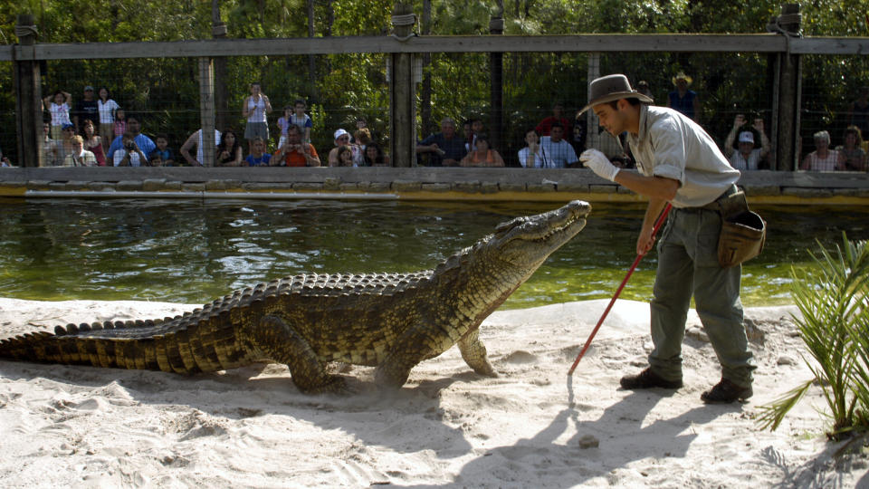 ALIGATOR-SHOW: I Gatorland i Florida kan du se dyrepasserne leke seg med aligatorene. Foto: GATORLAND