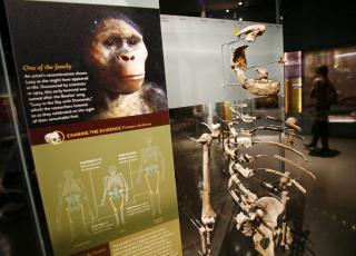 SAKTE, MEN sikkert greier man � legge fossilpuslespillet som gir et bilde av menneskets evolusjon. Foto: REUTERS/Shannon Stapleton/SCANPIX