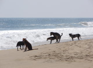 SEX ON THE BEACH: Statens samlivskurs for par med barn anbefaler � planlegge spontan sex p� nye steder, dus beslysning og rent dynetrekk. Foto: David Light Orchard/CREATIVE COMMONS